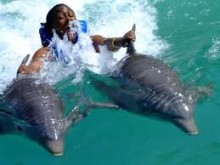 Tour To Dolphin Cove From Montego Bay Jamaica